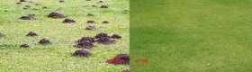 JARDIN - Limpidus Pro Sprl